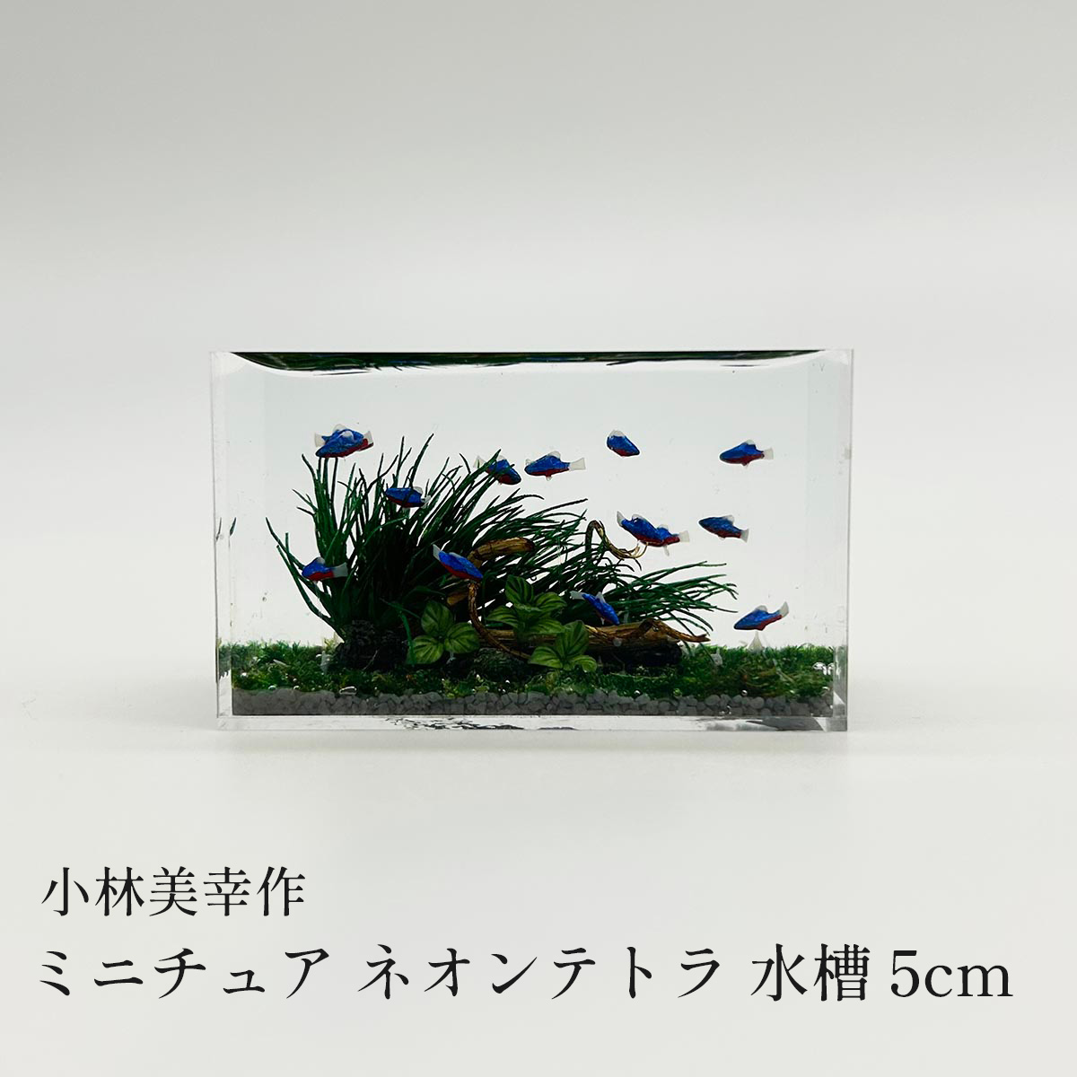 小林美幸 ミニチュア ネオンテトラ 水槽 5cm