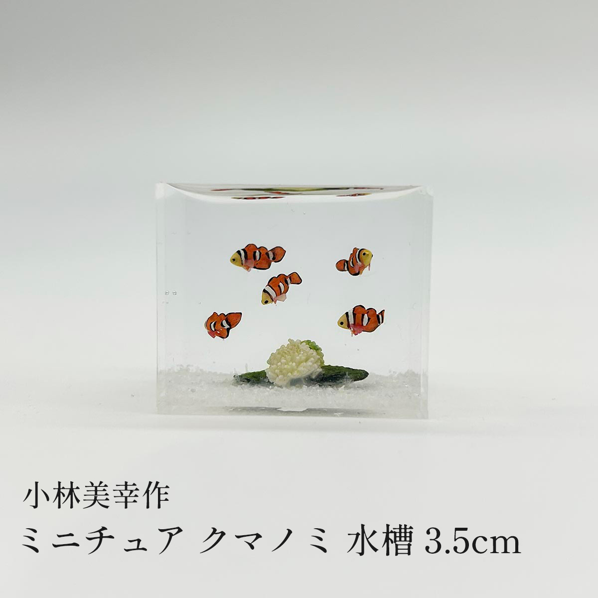 小林美幸 ミニチュア クマノミ 水槽 3.5cm