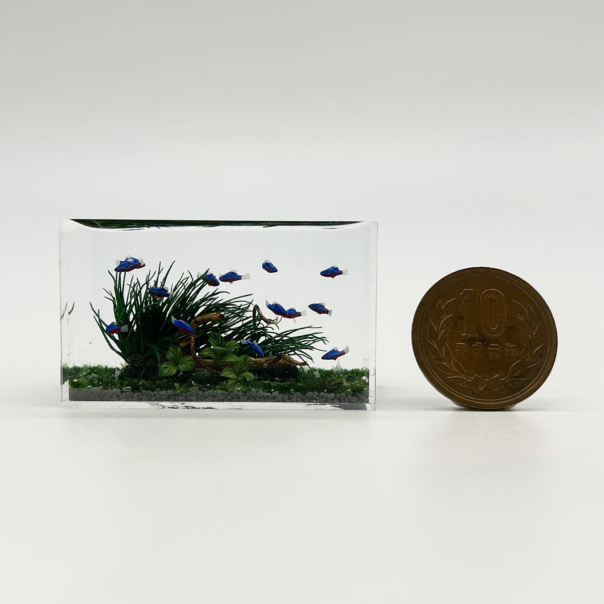 小林美幸作 ネオンテトラ 水槽 5cm