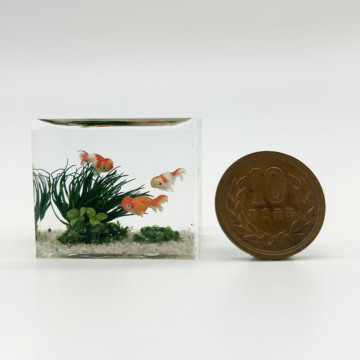 小林美幸作 ランチュウ 水槽 3.5cm