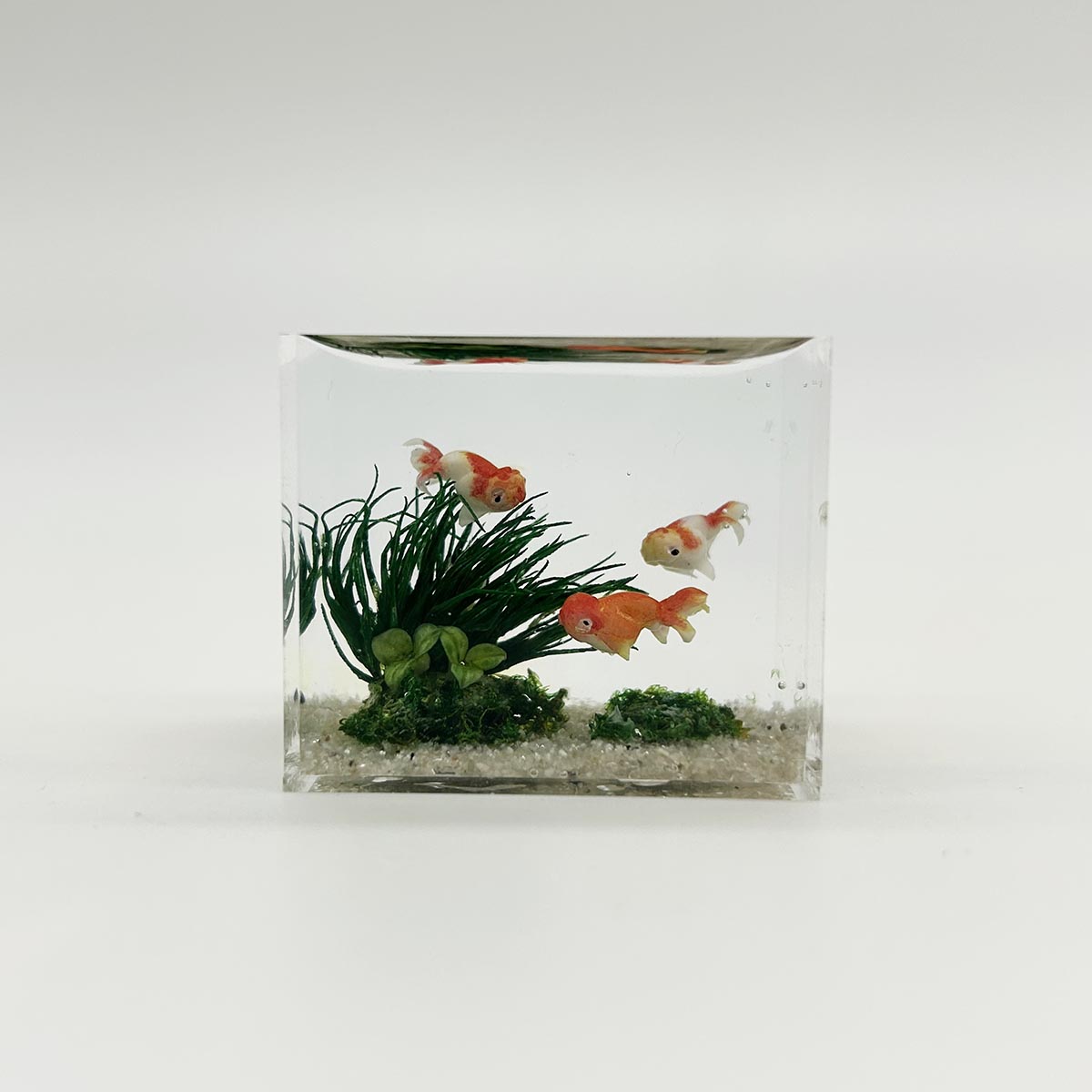 小林美幸作 ランチュウ 水槽 3.5cm