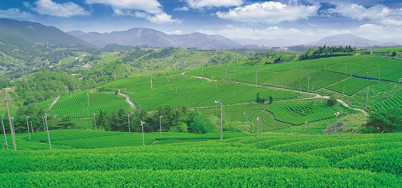 静岡県産　水出し煎茶　桃香　茶畑