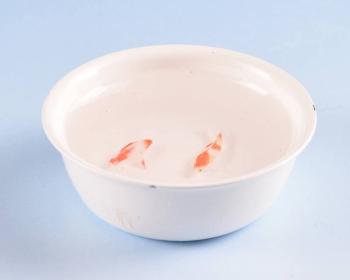 小林 美幸作 たらい金魚 和雑貨 四季彩堂